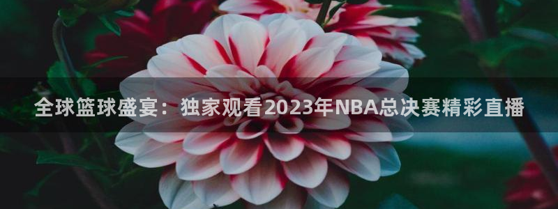 雨燕体育直播吧免费观看：全球篮球盛宴：独家观看2023年NBA总决赛精彩直播